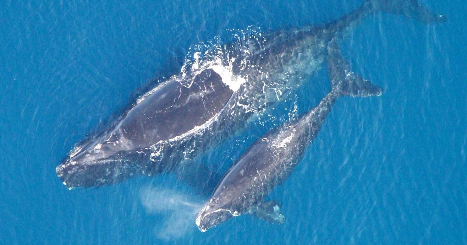 Южные киты спасаются от косаток переходя на шепот