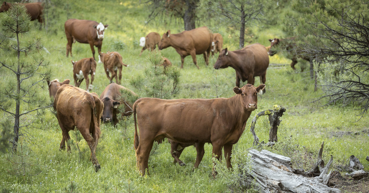 Пять быков найдены загадочно обескровленными в США