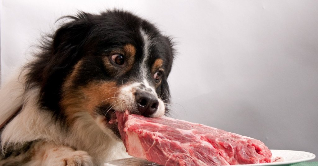 Собачий корм из мяса оказался опасен