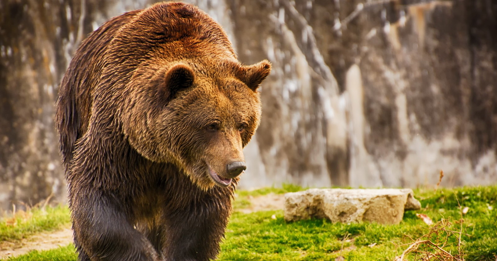 В Приморье открылся приют для медведей