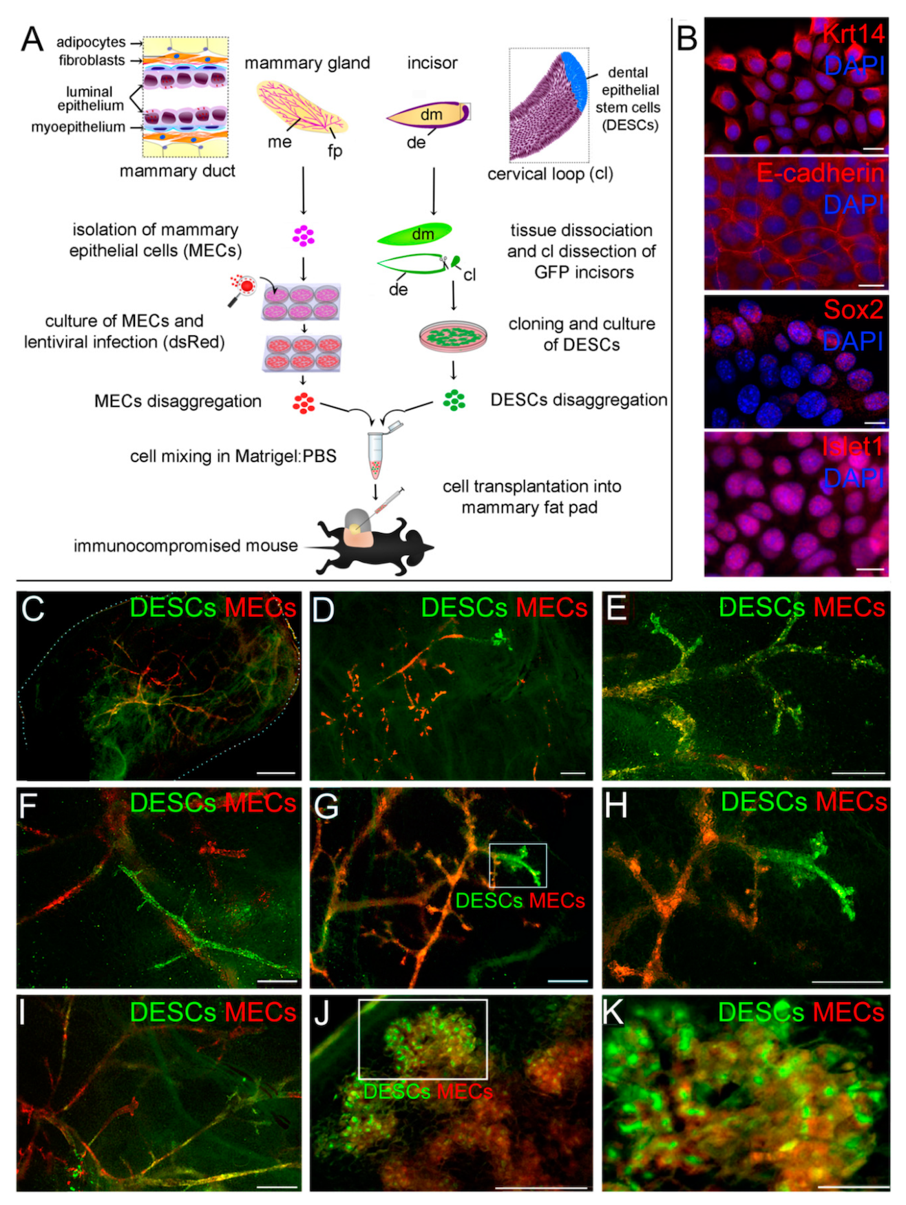 Молоко из зубов: смена профессии для клеток - 2 Молоко из зубов: смена профессии для клеток - 2