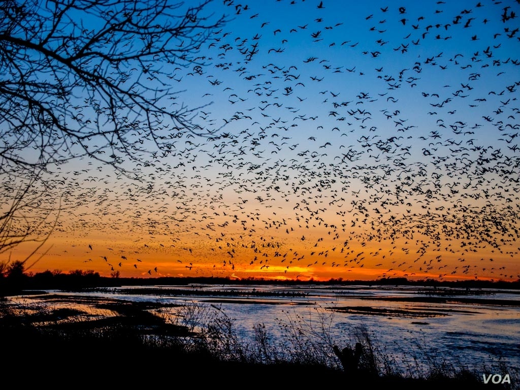 birds migration