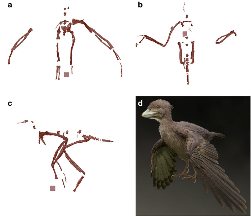 Найдена одна из древнейших птиц современного типа