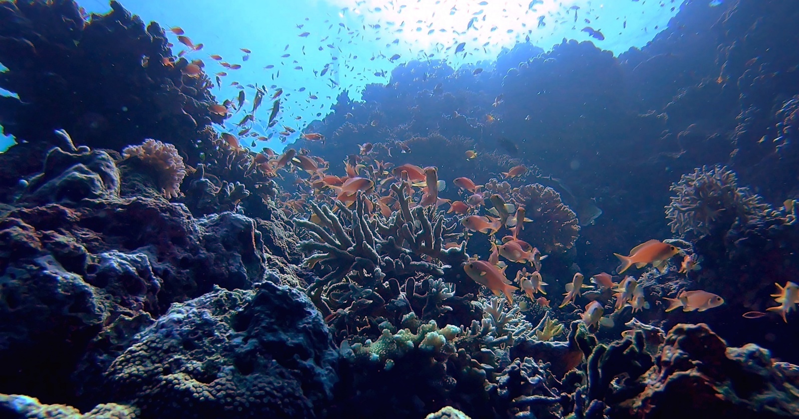 Коралловые рифы воскресят с помощью «музыки»