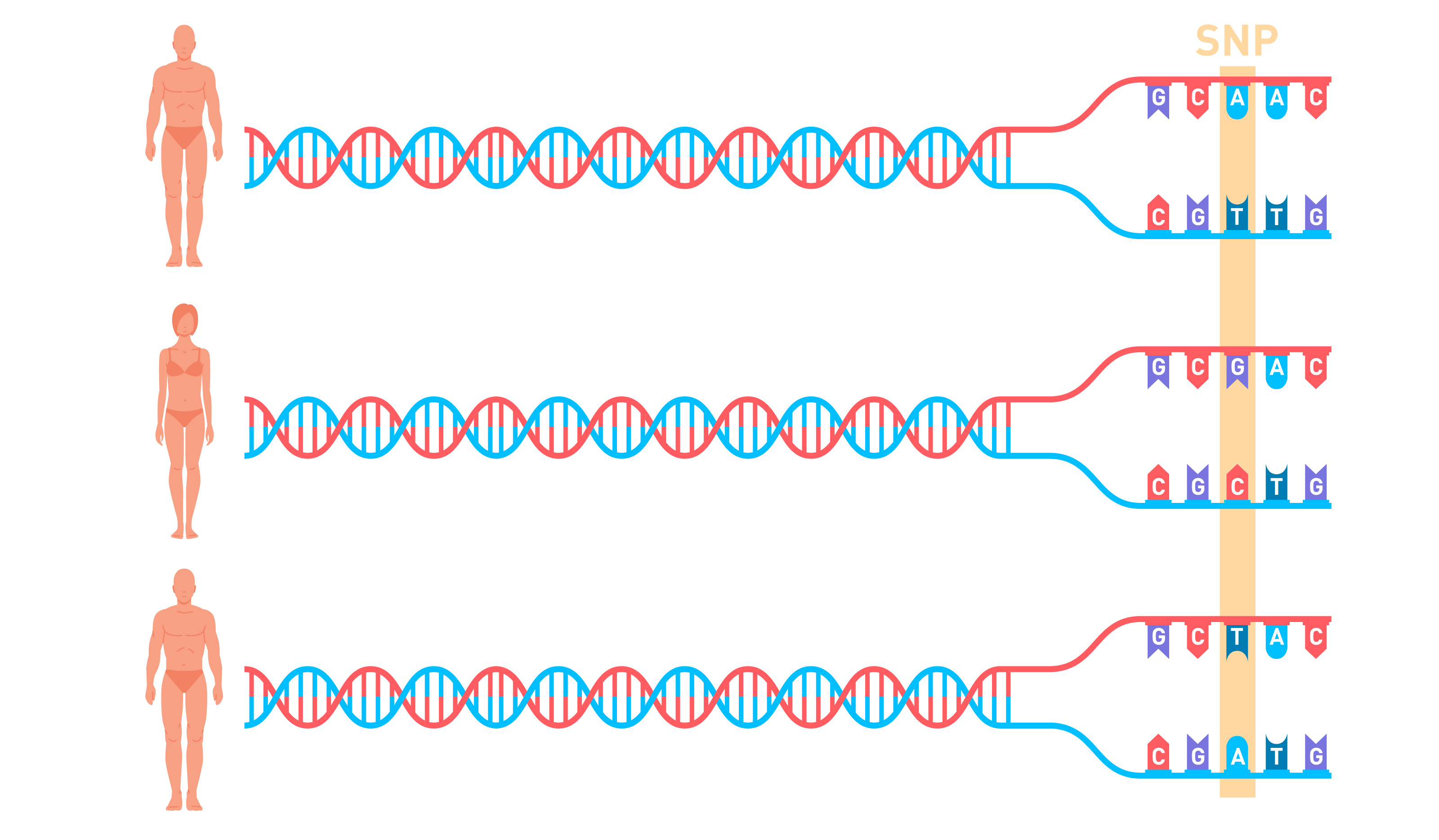 Что такое Полный геном и зачем он нужен - 2