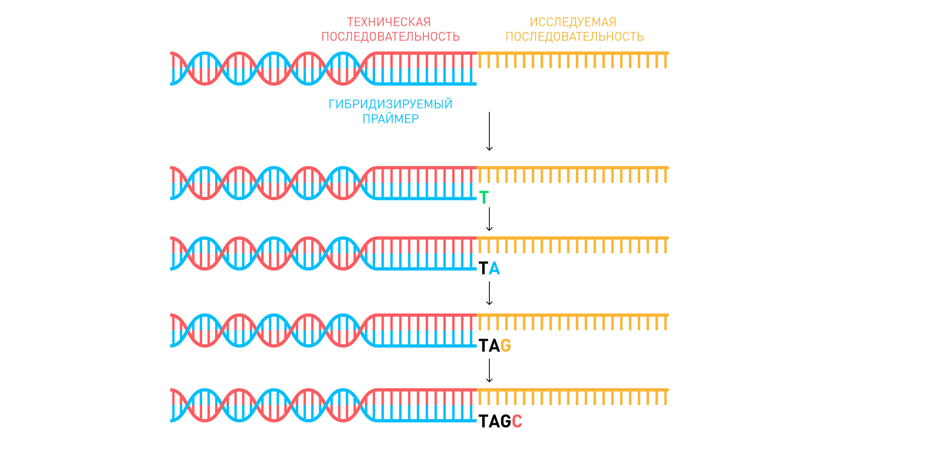 Что такое Полный геном и зачем он нужен - 4