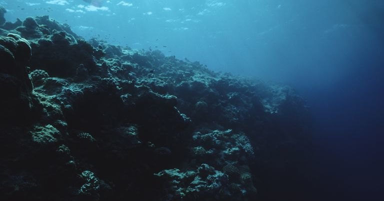 Откуда в океане мертвые зоны и чем они опасны для нас с вами