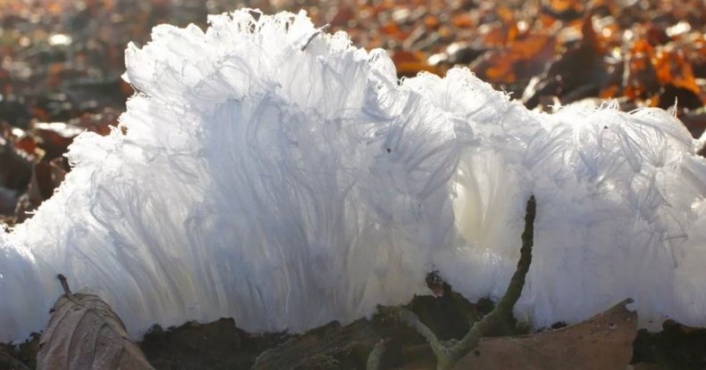 Почему на деревьях вырастают «ледяные волосы» и при чем здесь грибы
