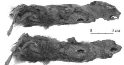 В Якутии обнаружена мумия лемминга возрастом более 40 тыс. лет