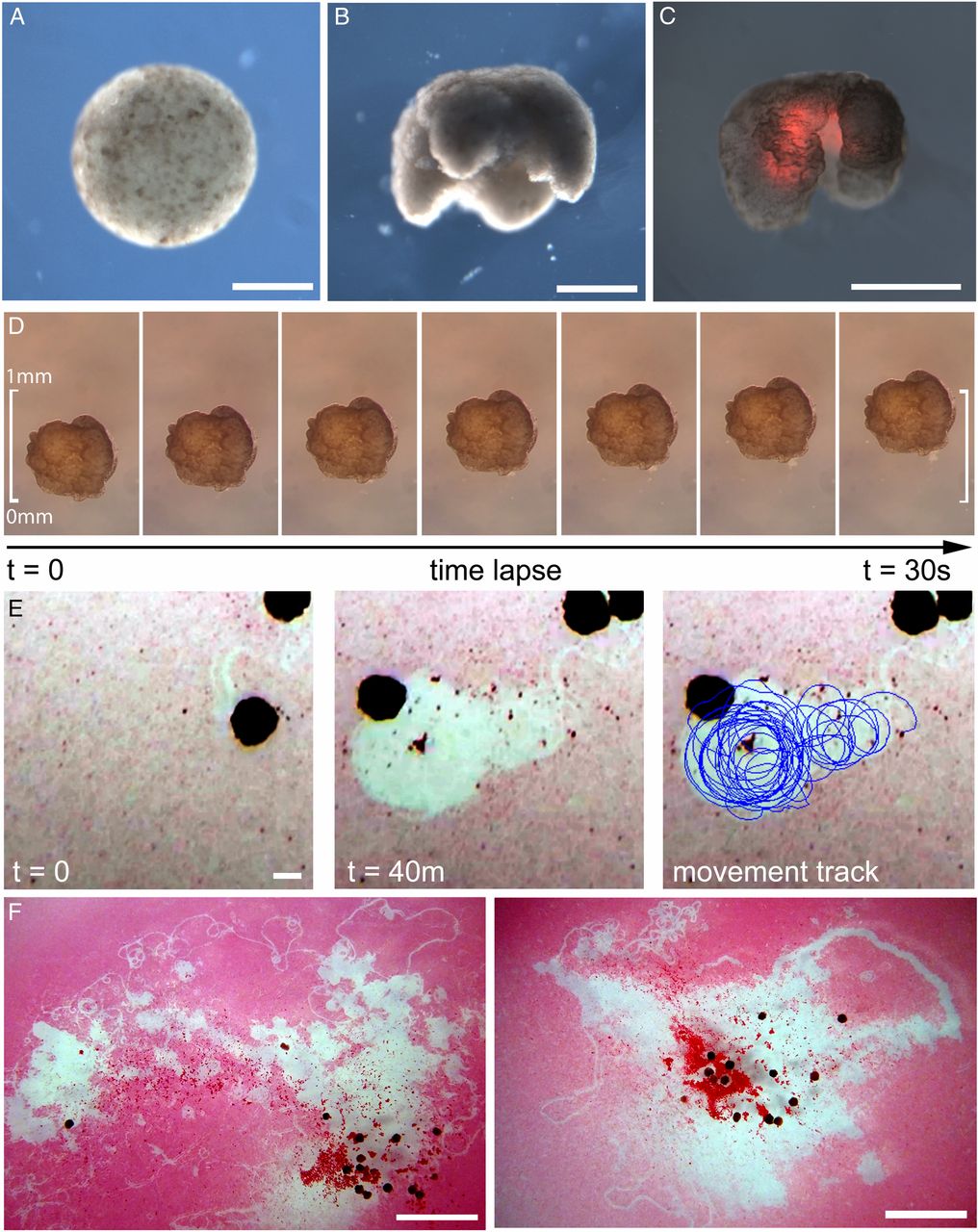 Ксеноботы: живые нанороботы из клеток лягушки - 5