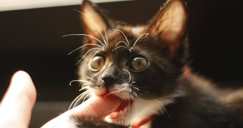Дикие кошки с удовольствием поедают человечину: неожиданное открытие