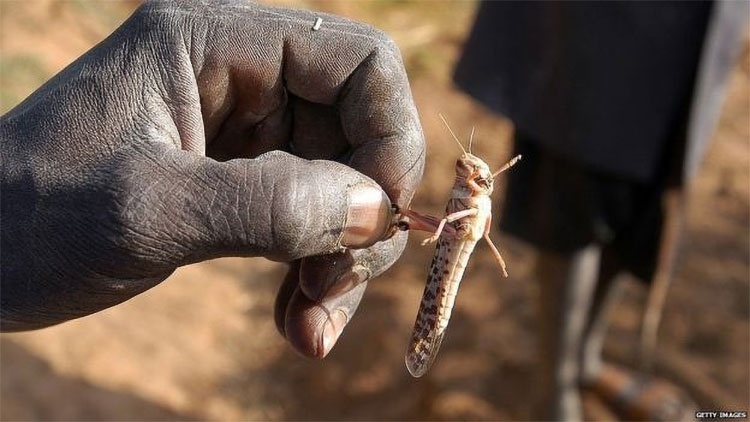 Мавритания будет применять дроны для борьбы с пустынной саранчой