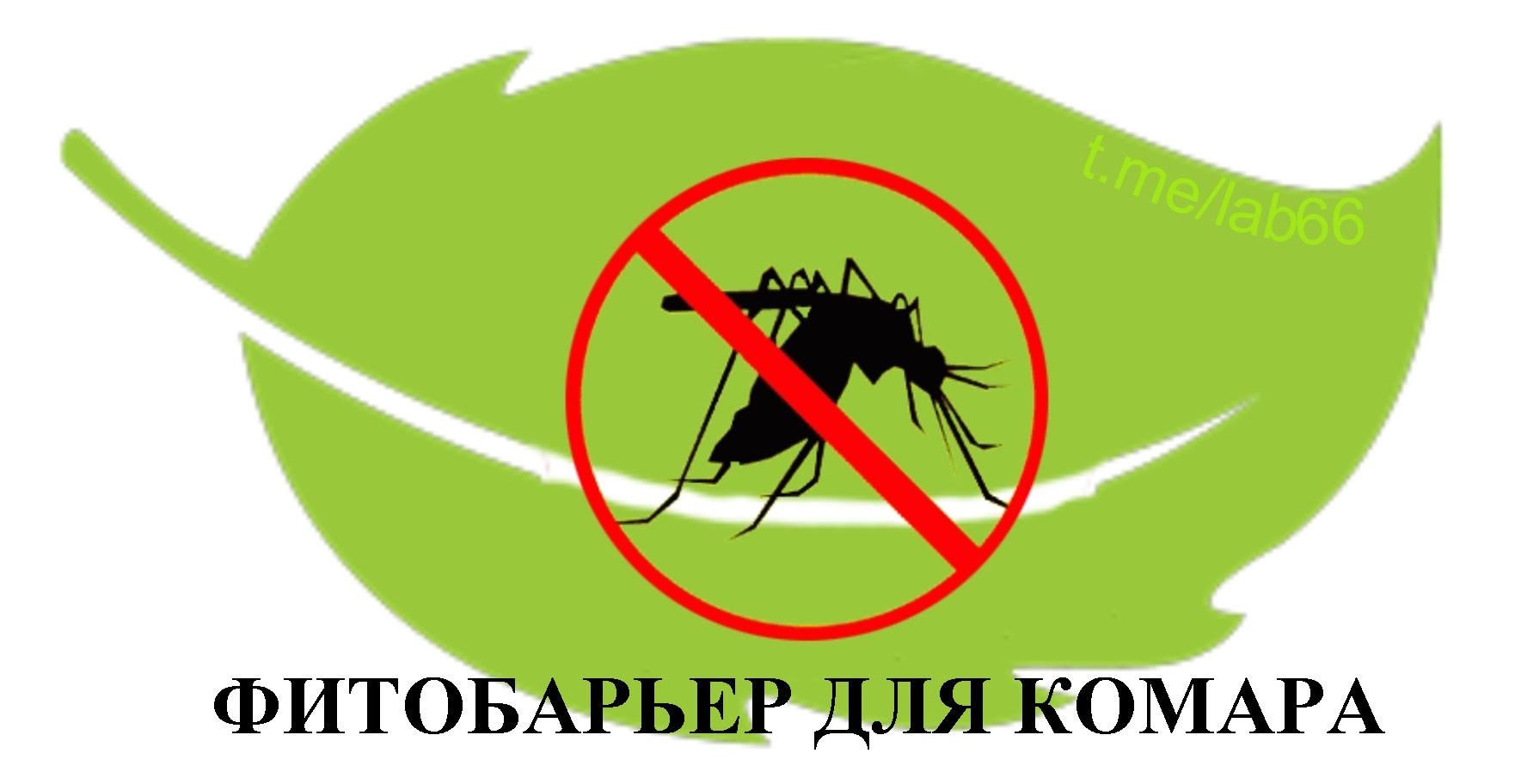 Нет комарам! Обзор антимоскитных «фитобоеприпасов» - 1