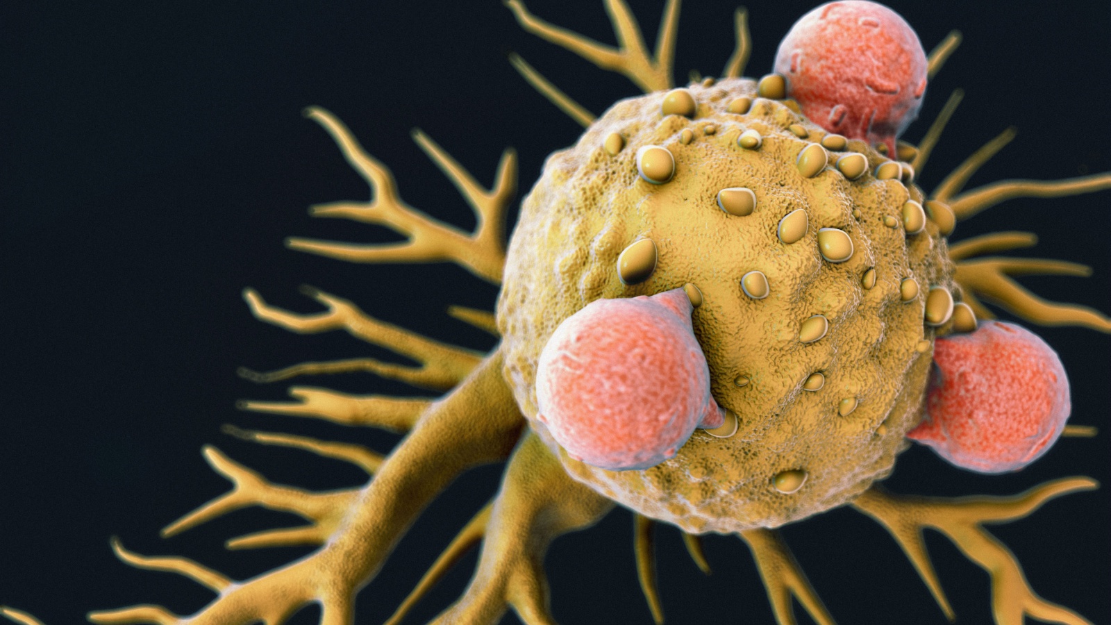 Учёные нашли T-клетки, открывающие перспективы универсальной противораковой иммунной терапии - 2