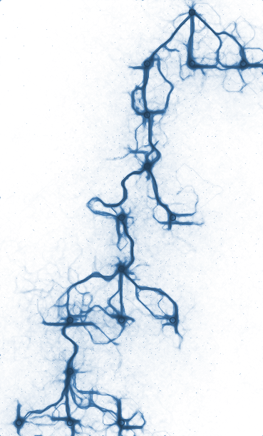Рисуем муравьями: процедурные изображения при помощи алгоритмов оптимизации муравьиной колонии - 6