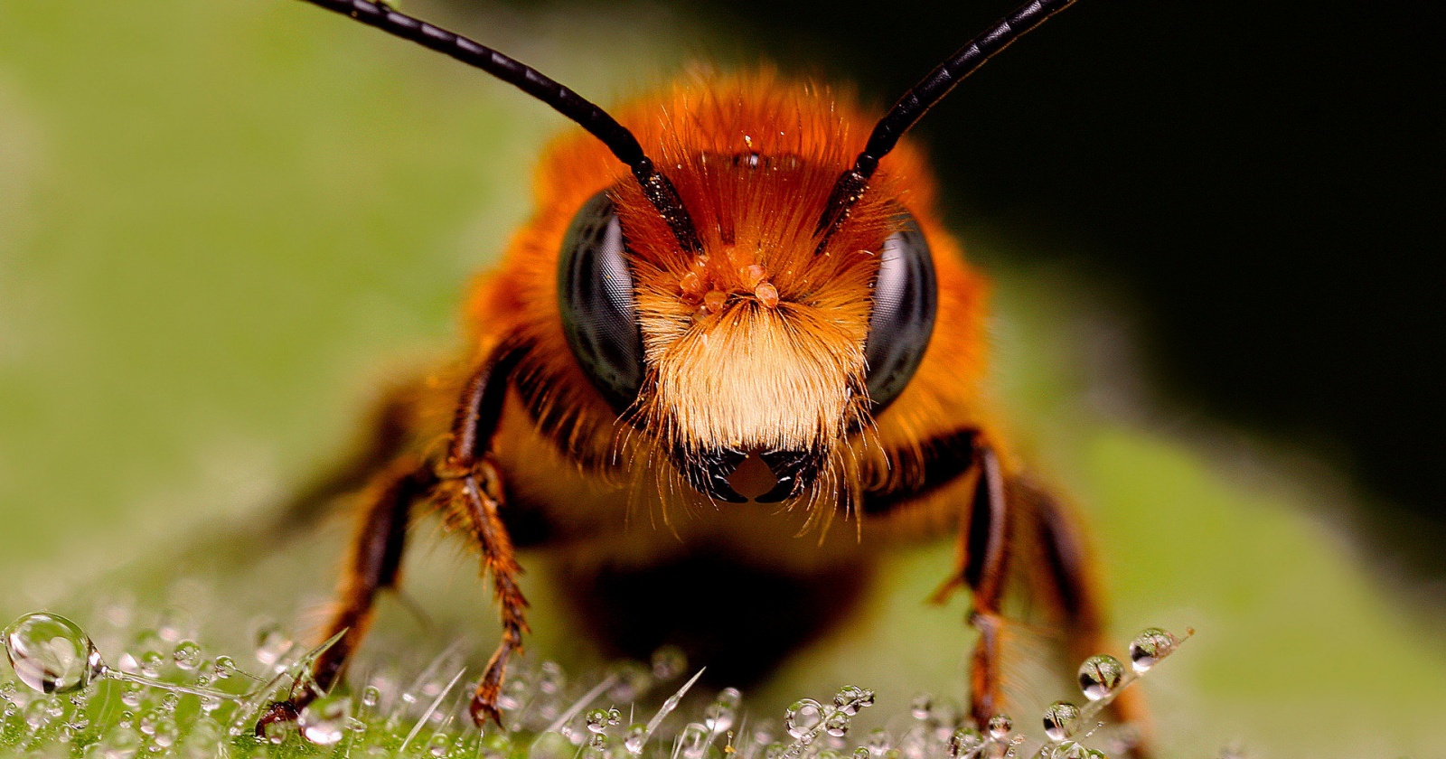 В бирманском янтаре найдена меловая пчела с триунгулинами