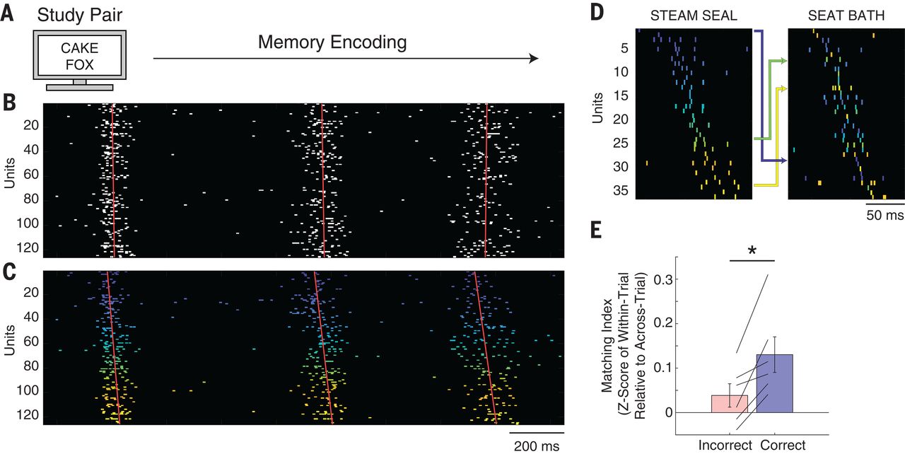 Прояснен механизм памяти: при попытке вспомнить что-то нейроны мозга активируются в последовательности запоминания - 3