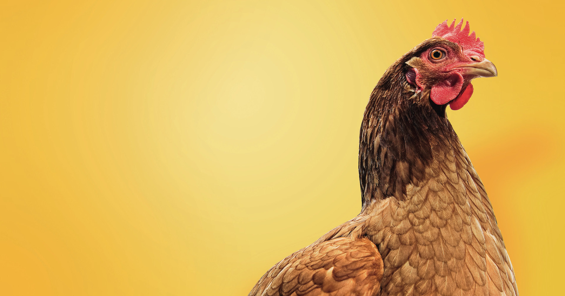 Царь-птица: курицы, о которых мы почти не знали