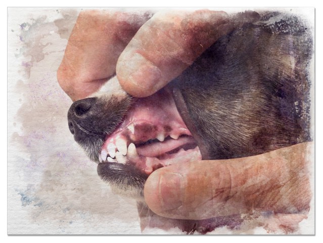 изображение десен собаки с анемией