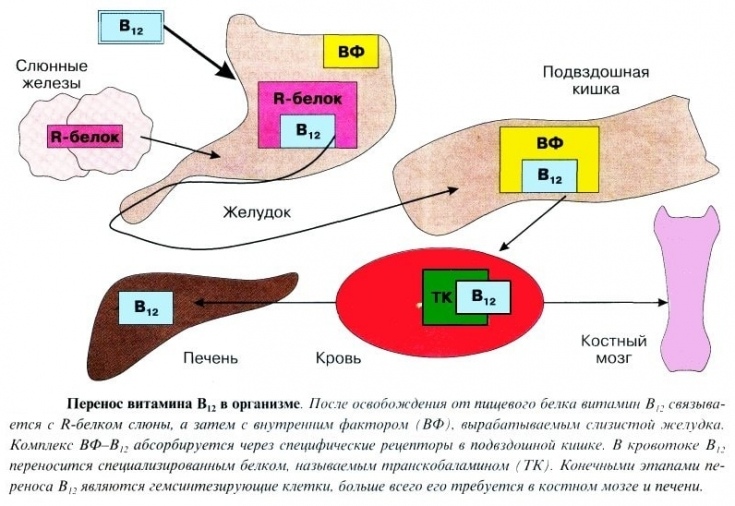 изображение-схема метаболизма В12 в организме