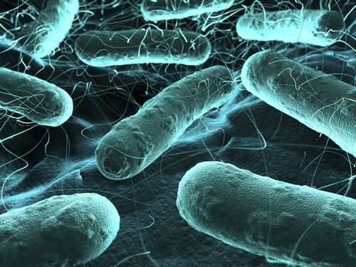 изображение пропионовокислых бактерий