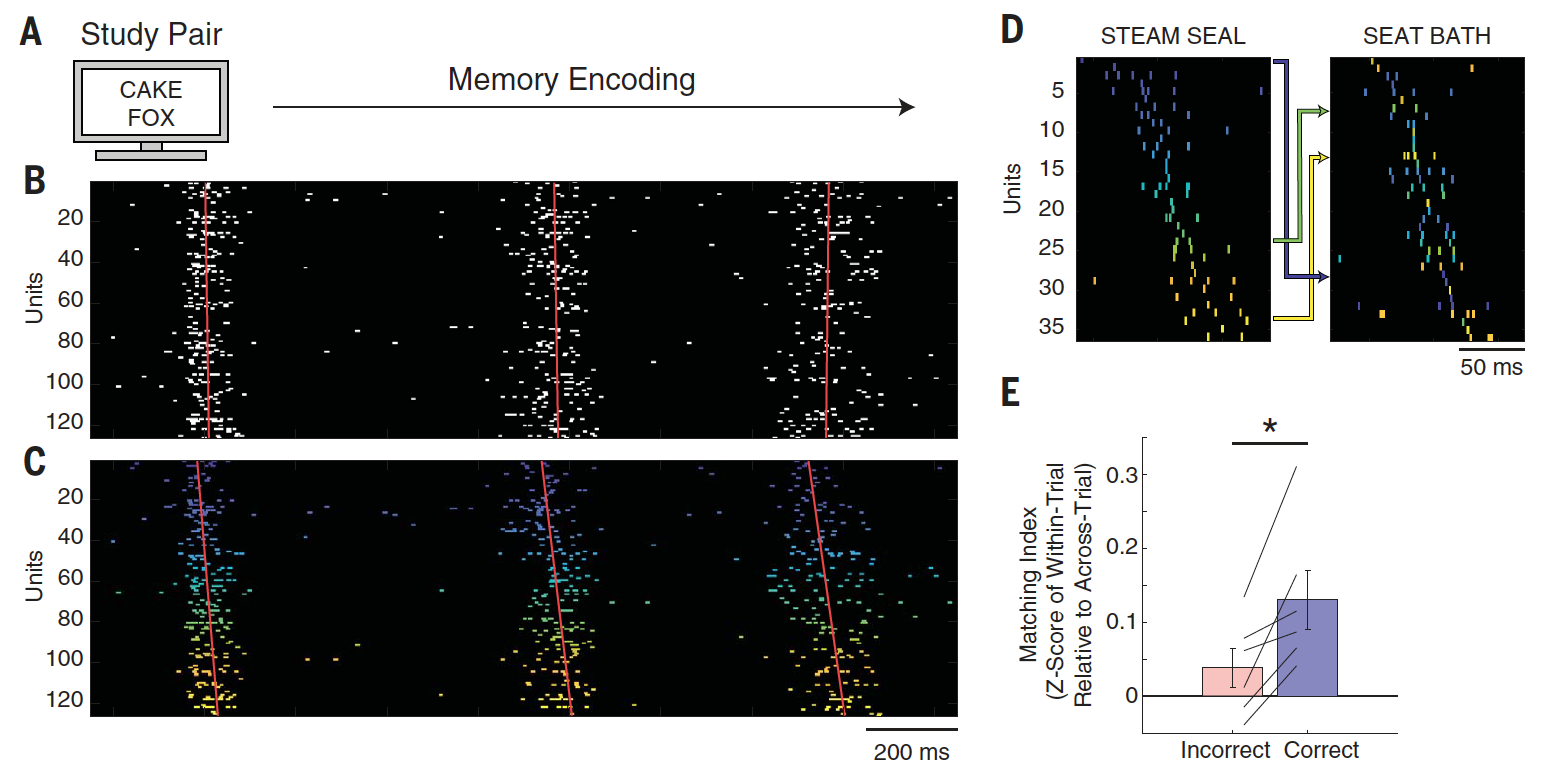 Архивы памяти: как мозг кодирует и воспроизводит воспоминания - 3