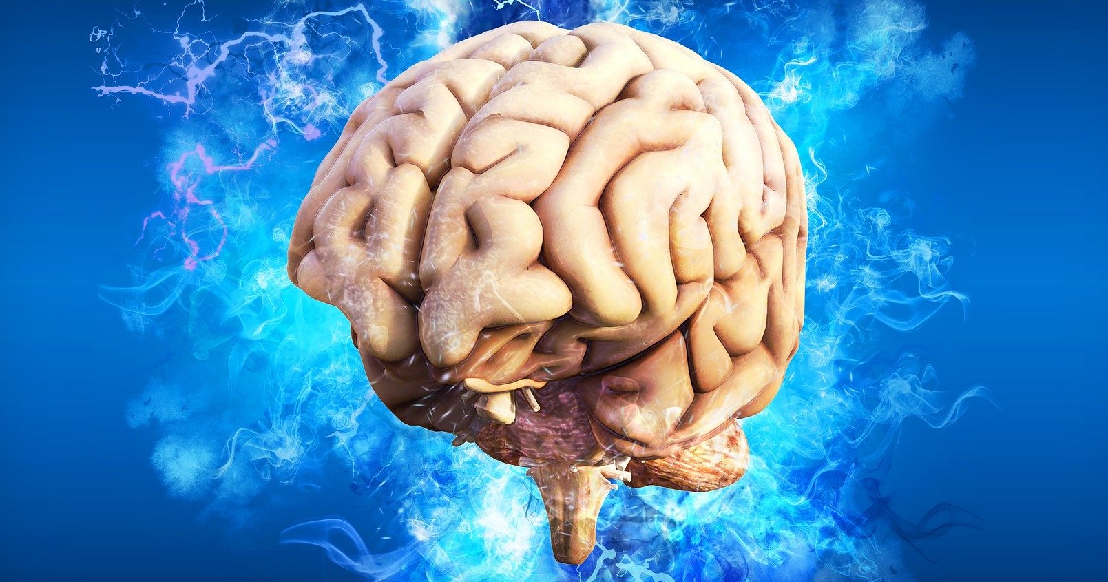 Как устроен человеческий мозг: проверьте свои знания
