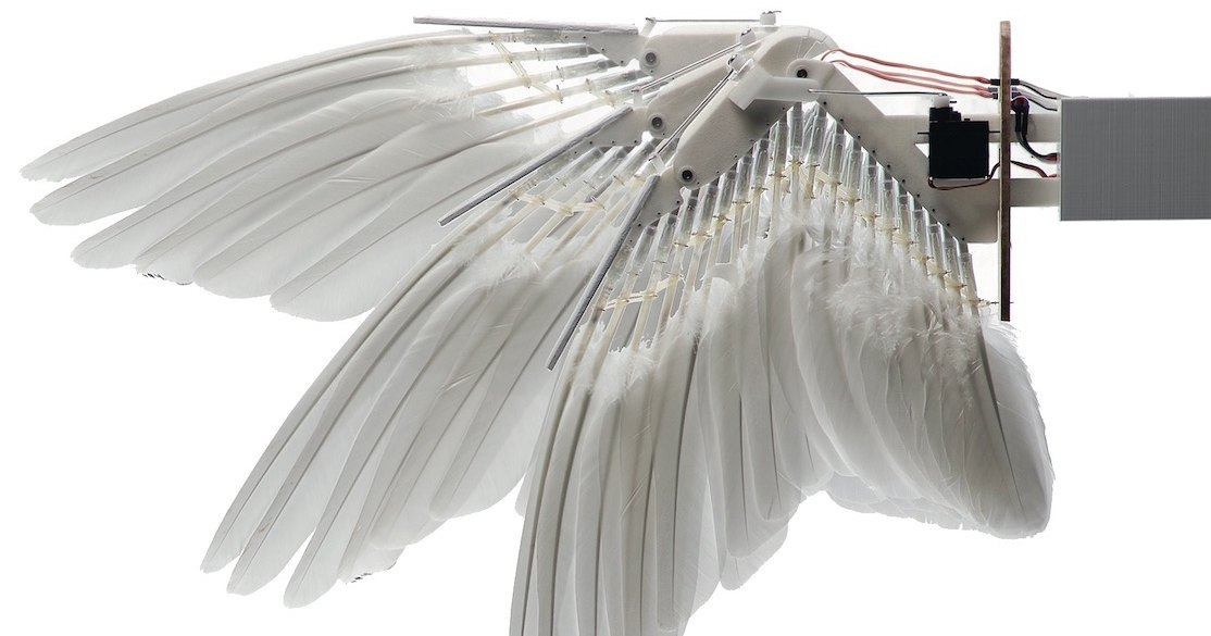 Что если самолеты получат крылья птиц: от прототипа к реальности