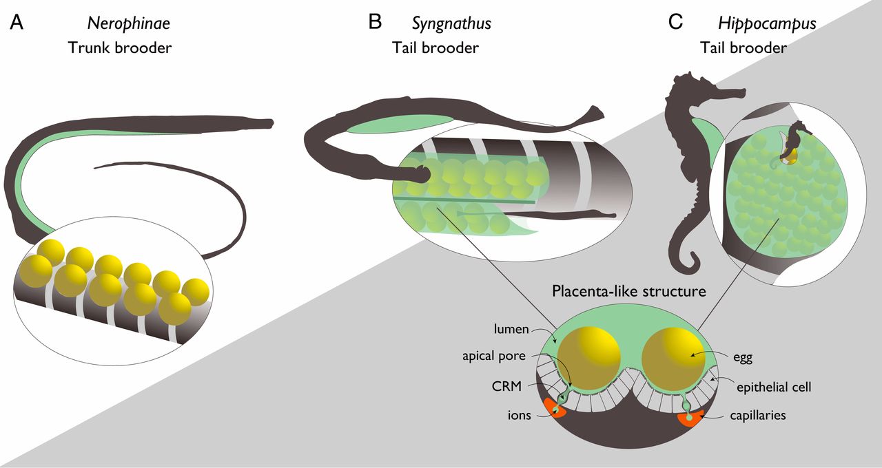 Трудности отцовства морских коньков: генетические метаморфозы иммунной системы - 2