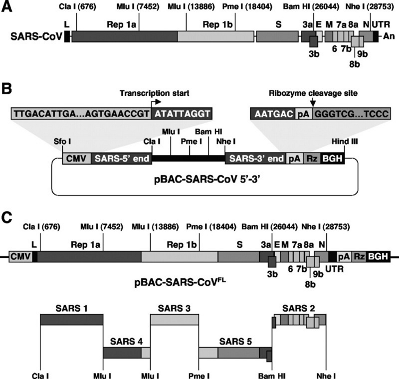 SARS нерукотворный? Генеалогия уханьского коронавируса - 36