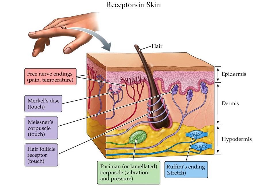 Прикоснуться к миру: биомеханика рецепторов кожи человека - 2