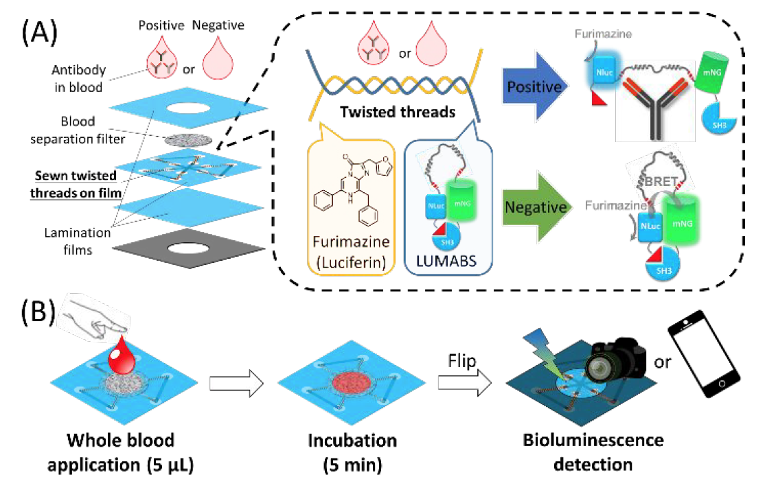 Хлопковая нить, биолюминесценция и смартфон: анализ крови на антитела за 5 минут - 2