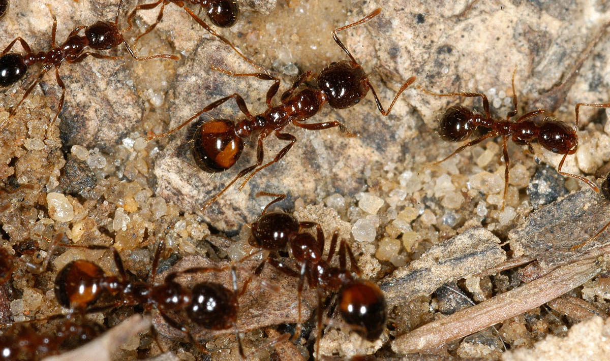 Инженерия для муравьев: как не утонуть в сиропе - 2