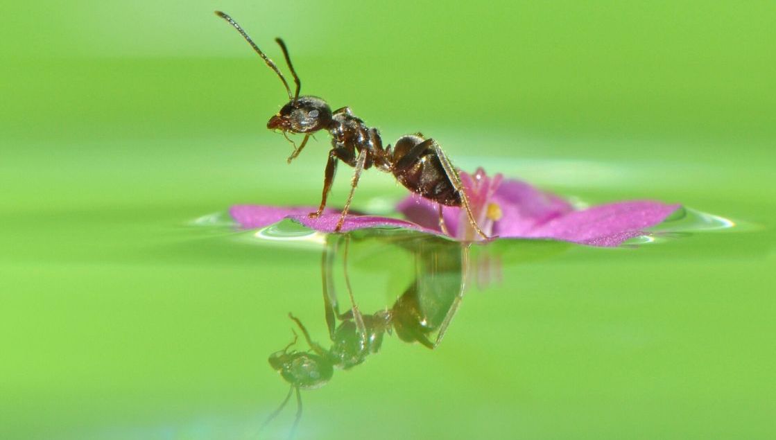 Инженерия для муравьев: как не утонуть в сиропе - 1