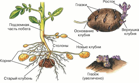 Жизнь замечательной картошки и современные технологии - 2