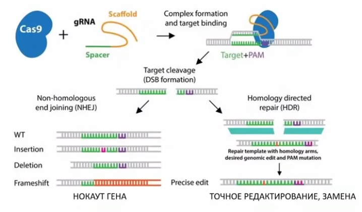 Левая ветвь — не гомологичный вариант замены, приводящий к разрушению гена, правая — успешная починка подходящим фрагментом