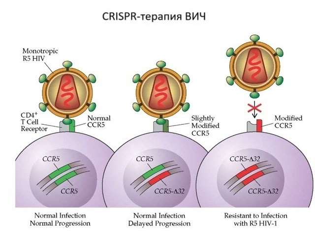 CRISPR для чайников, или Краткая справка по быстрому редактированию ДНК - 18