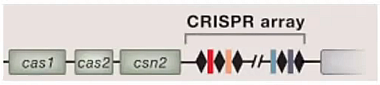 CRISPR для чайников, или Краткая справка по быстрому редактированию ДНК - 5