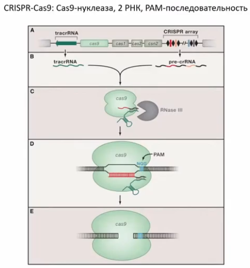 CRISPR для чайников, или Краткая справка по быстрому редактированию ДНК - 8