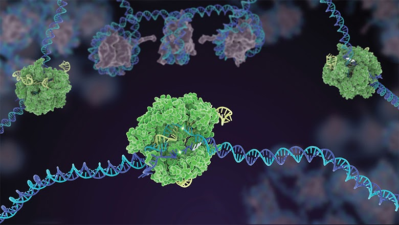 Резка молекулы ДНК с помощью CRISPR-Cas9 (рис. Джанет Иваса)