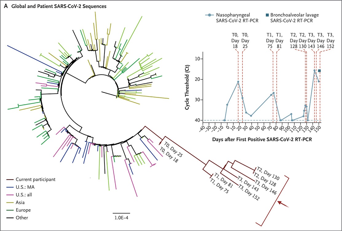 Красная ветвь — геномы SARS-CoV-2 пациента по дням; остальные ветви — типичные последовательности в штате, стране и мире