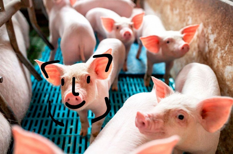 Huawei не разводит свиней, но помогает другим делать это