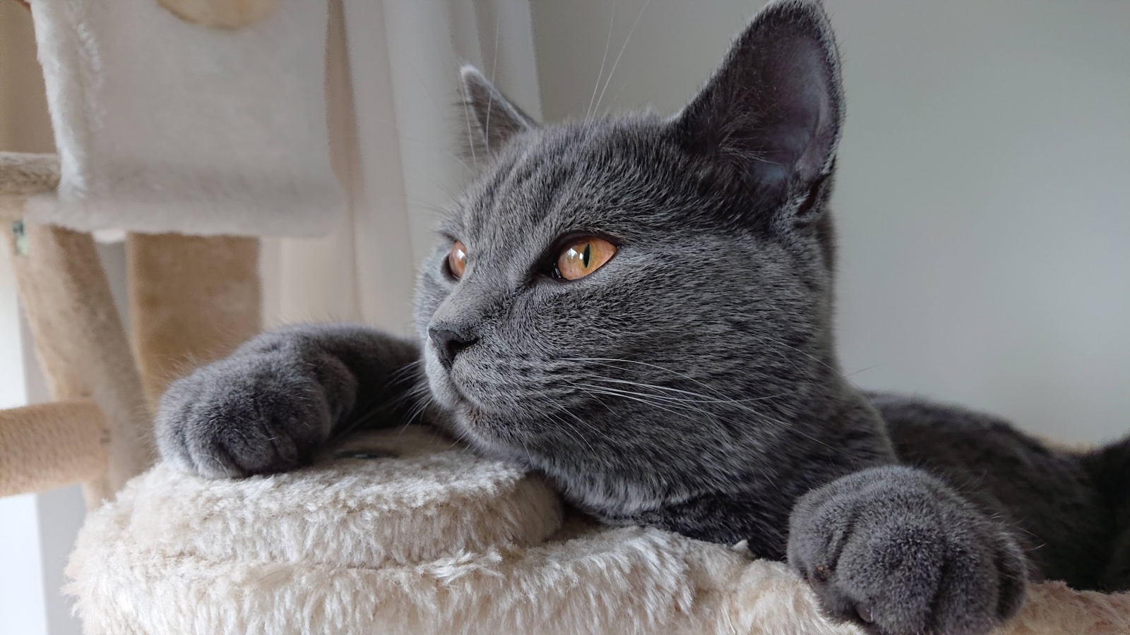 Эскобар - британский голубой кот, который своё имя оправдывает полностью. Способен находить лазейки и убегать практически из любых ситуаций.