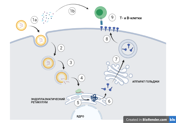 Рисунок 3. Действие мРНК вакцины