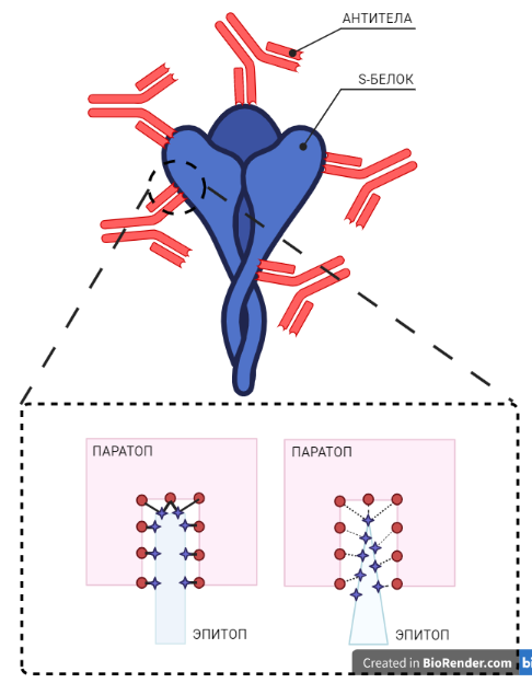 Рисунок 6. Взаимодействие антитела и эпитопа S-белка