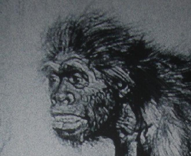 Реконструкция Франтишека Купки под руководством М. Буля. Совсем далека от реального неандертальца и представляет собой реконструкцию дегроидного волосатого дикаря.Такие дела. 