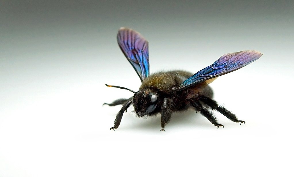 В германии ее называют Große Blaue Holzbiene, или Blauschwarze, а также Violettflügelige Holzbiene. Большая голубая деревянная пчела, также голубая черная или фиолетовая пчела соответственно. Фото: Thomas Steg