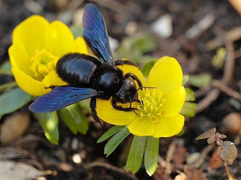 Черная пчела-плотник за обедом. Фото: Bautsch