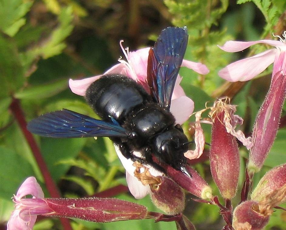 Xylocopa violacea. В Великобритании ее называют Violet carpenter bee, буквально соответствует русскому названию