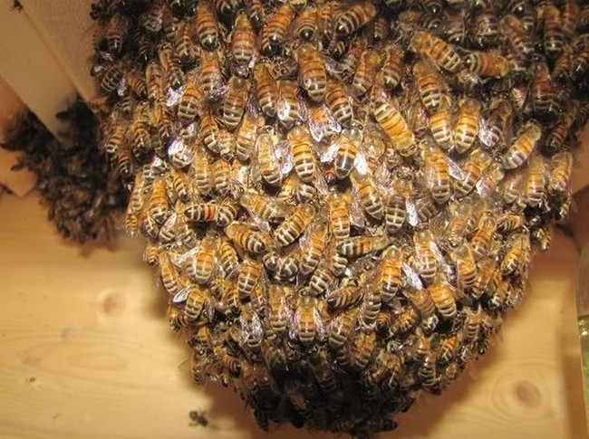 Каждую зиму пчёлы сбиваются в кучу, чтобы пережить холода